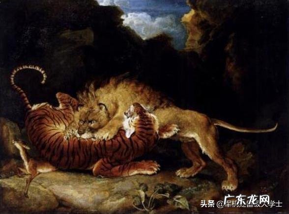 狮子那么威武,为什么大多时候还是打不过老虎?