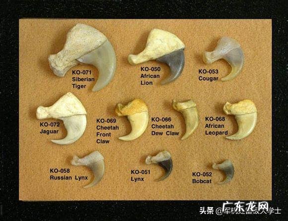 狮子那么威武,为什么大多时候还是打不过老虎?