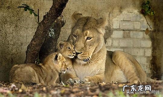 狮子那么威武,为什么大多时候还是打不过老虎?
