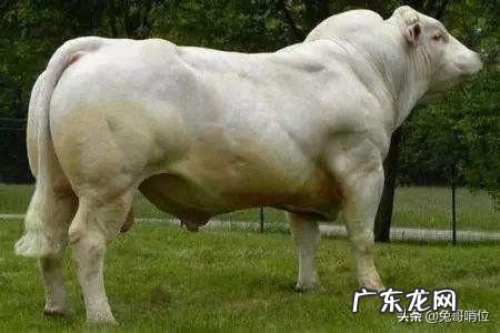 大多人印象中印度美食都不太讲究卫生，这是为什么？