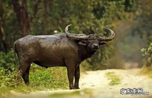 大多人印象中印度美食都不太讲究卫生，这是为什么？