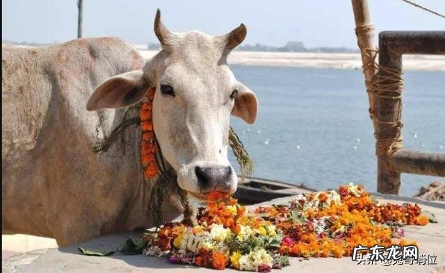 大多人印象中印度美食都不太讲究卫生，这是为什么？