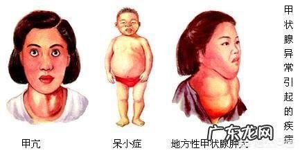 甲状腺对基础代谢和减脂的影响有多大?