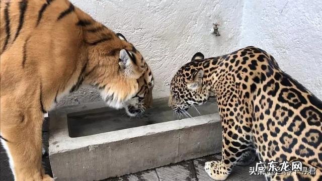 狮子、老虎、猎豹哪个更厉害？为什么？