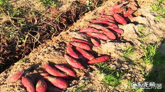 经常买到没味道的红薯,怎么样才能挑到好吃的红薯