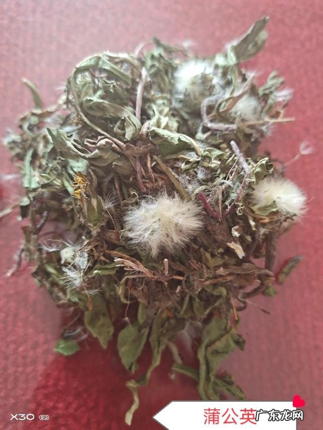 溥公英泡,脚有什么作用,能消肿,消炎吗