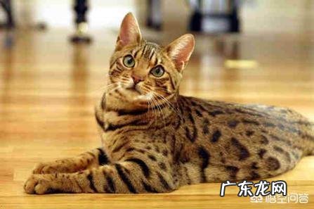 孟加拉豹猫的价格是多少?有何依据?