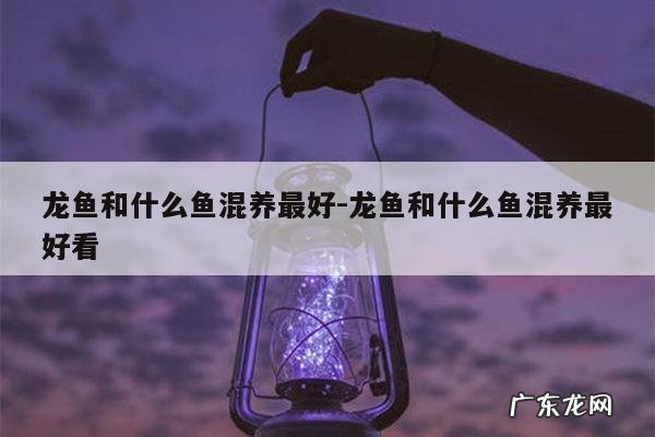 龙鱼和什么鱼混养最好-龙鱼和什么鱼混养最好看