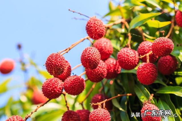 每天吃水果的最佳时间是什么时候?