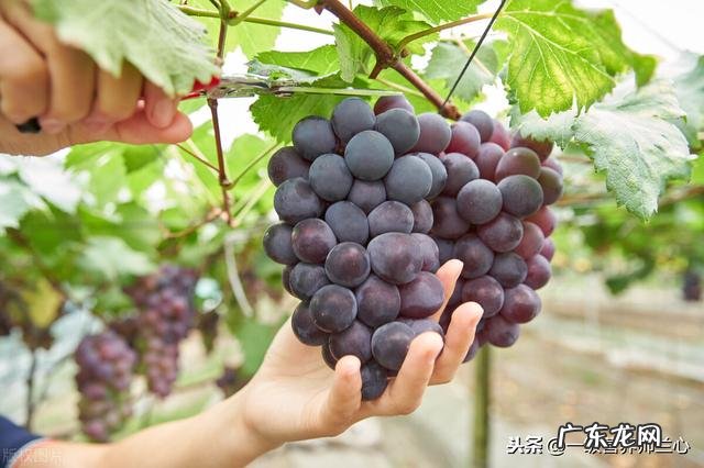 每天吃水果的最佳时间是什么时候?