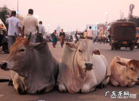 为什么印度的食物大多都是糊糊?