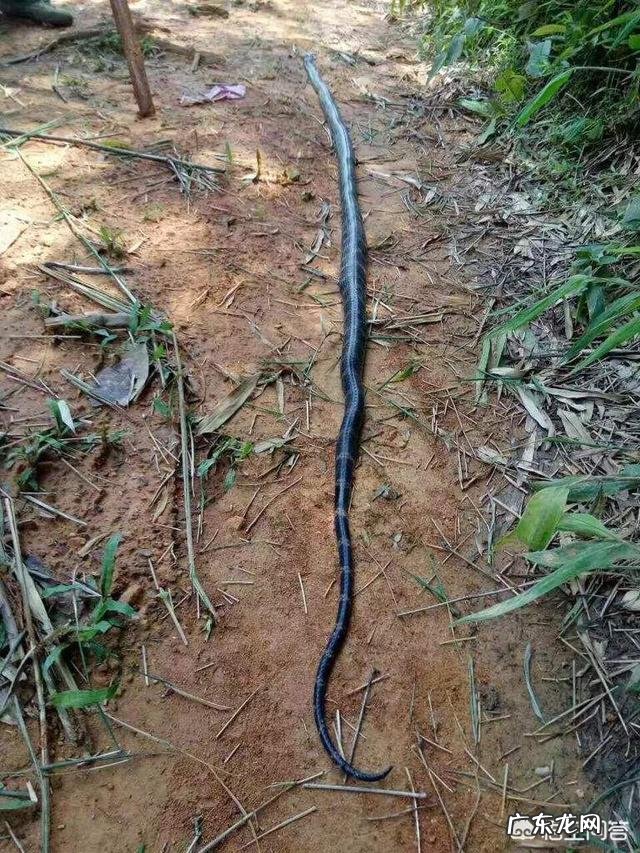 农村老话说“吞了烟袋油的蛇,离死不远”,为什么蛇怕烟袋油呢?
