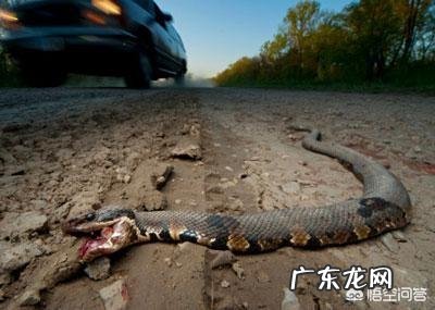 农村老话说“吞了烟袋油的蛇,离死不远”,为什么蛇怕烟袋油呢?