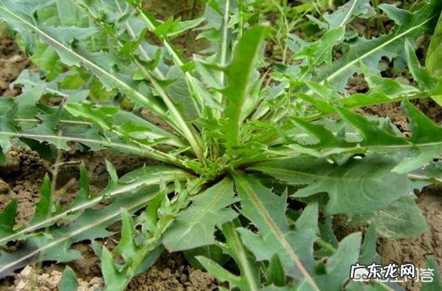 农村老话说“吞了烟袋油的蛇,离死不远”,为什么蛇怕烟袋油呢?