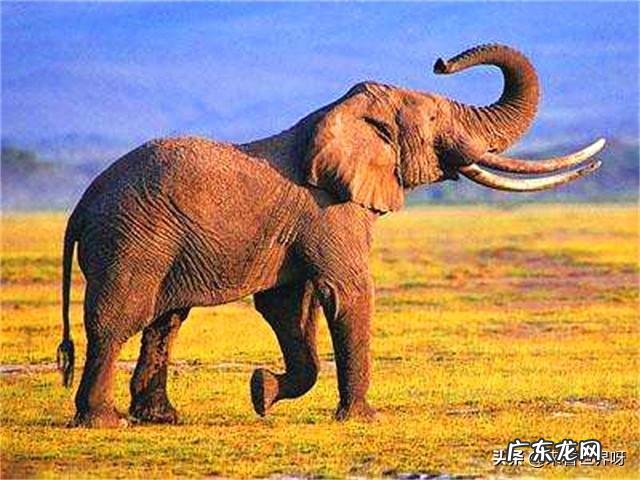 有100年左右寿命的哺乳动物有哪些?