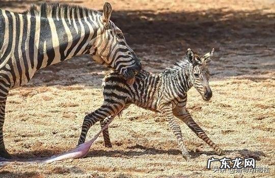 有100年左右寿命的哺乳动物有哪些?