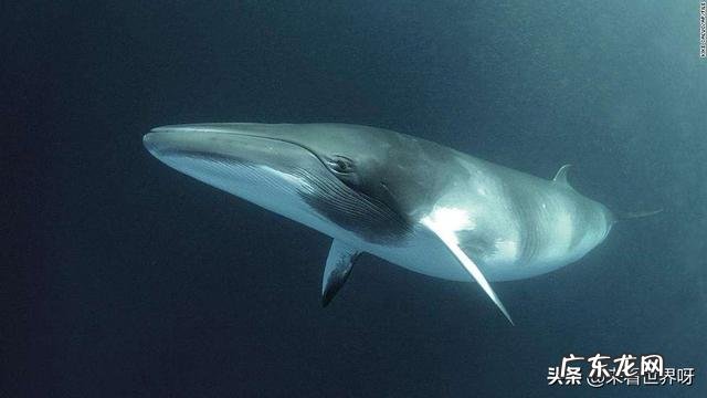 有100年左右寿命的哺乳动物有哪些?