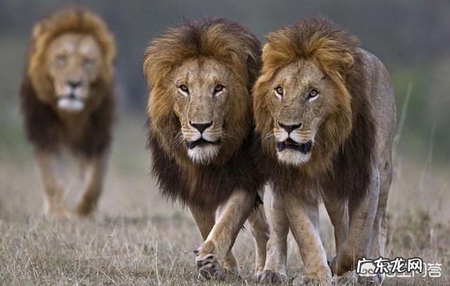 如果把老虎狮子放大到霸王龙那么大能打赢霸王龙吗?