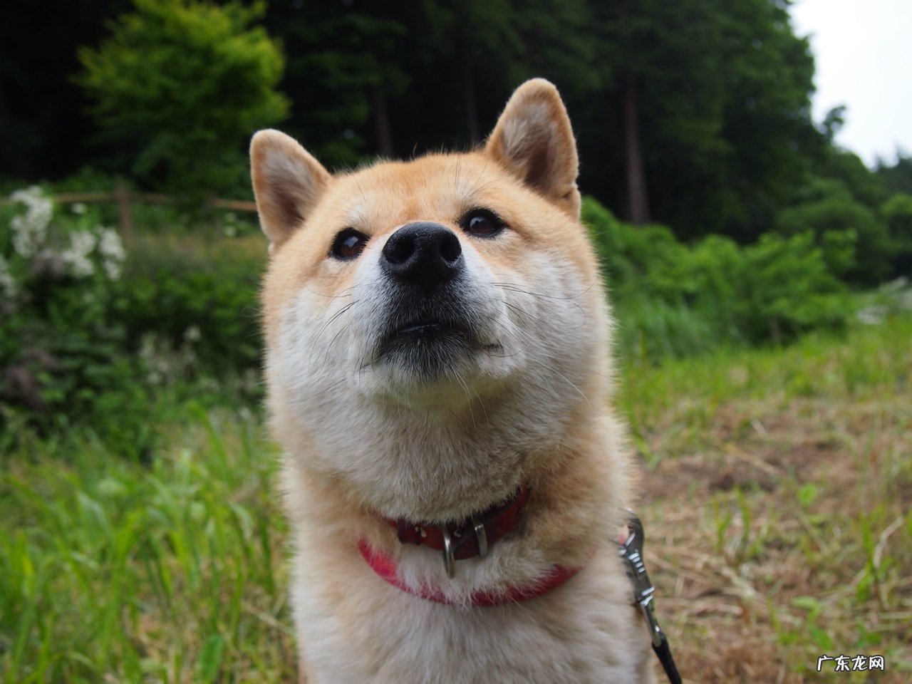 小脂音减肥饼干真的那么神奇吗?小脂音减肥饼干怎么样?