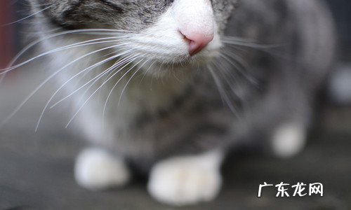 香蕉和黄瓜哪一种更能减肥还有快速能减腿上的肉方法,谢谢啦