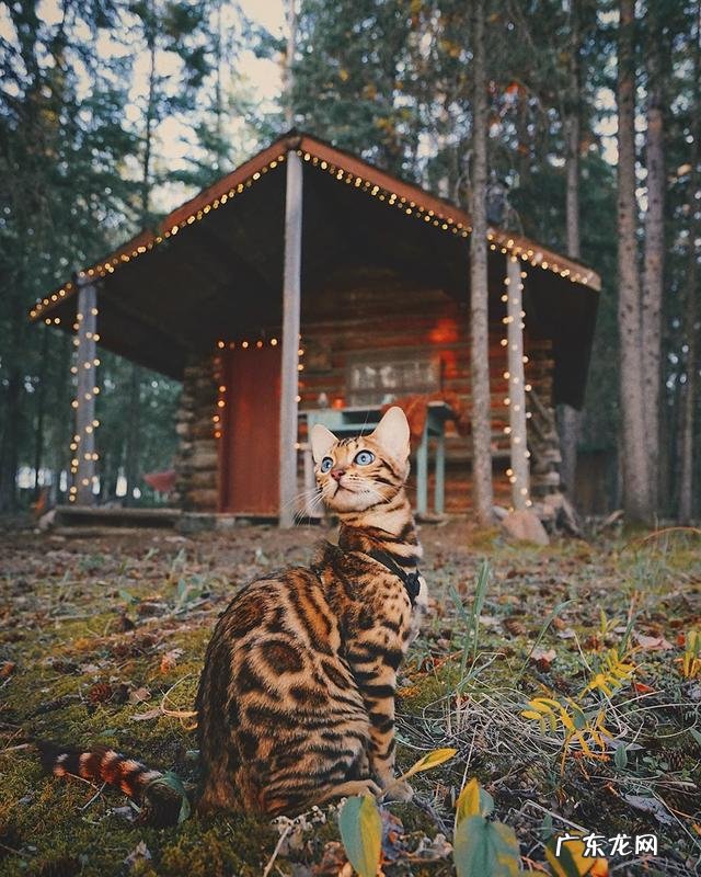 养孟加拉豹猫是什么体验?