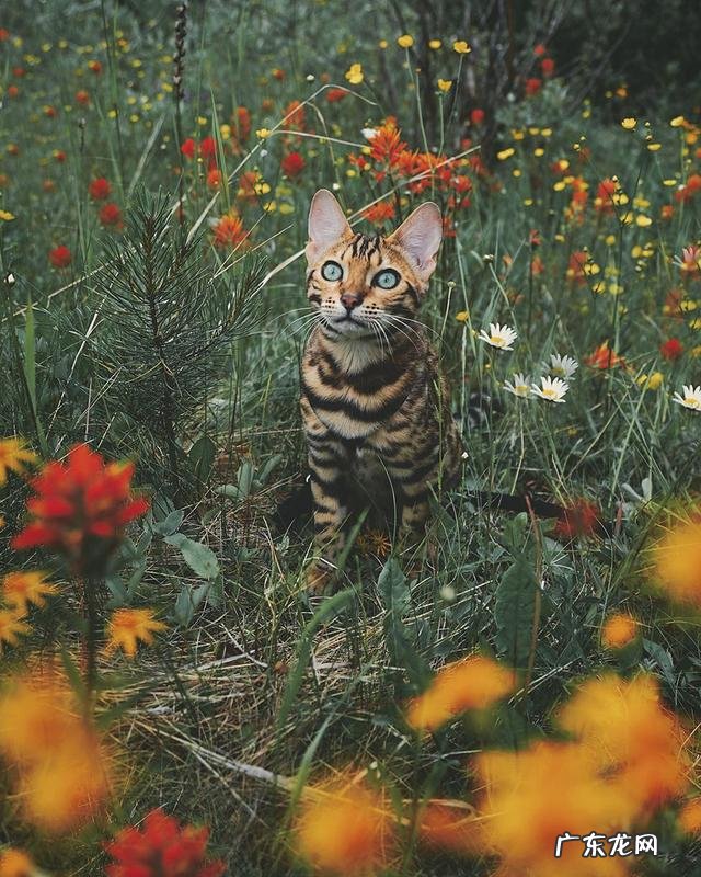 养孟加拉豹猫是什么体验?