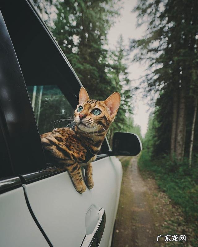 养孟加拉豹猫是什么体验?