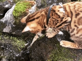 养孟加拉豹猫是什么体验?