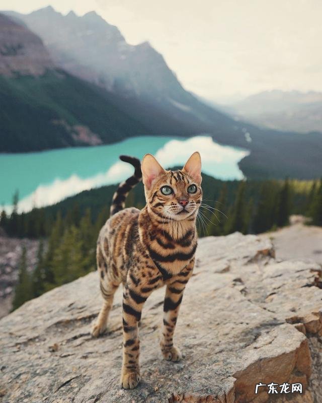 养孟加拉豹猫是什么体验?