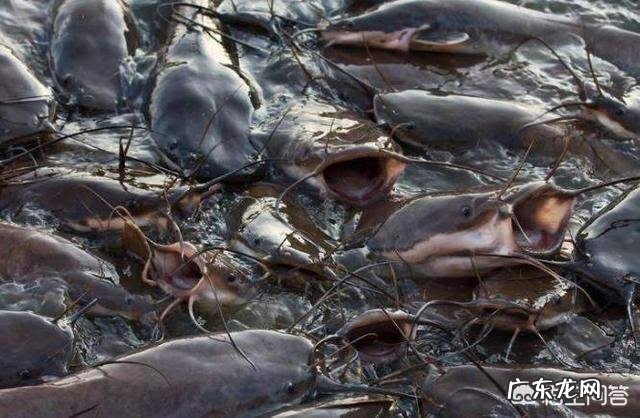 印度人不吃牛肉、羊肉还有猪肉,那他们吃什么肉呢?