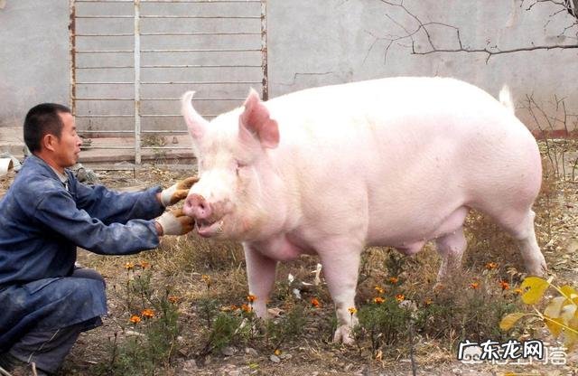 印度人不吃牛肉、羊肉还有猪肉,那他们吃什么肉呢?