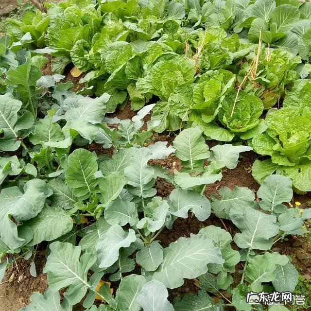 果树和蔬菜都适用的药有哪些