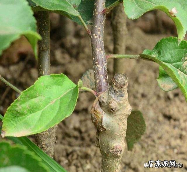 苹果可嫁接山楂吗怎么操作