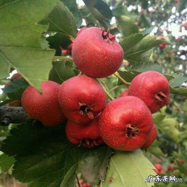 苹果可嫁接山楂吗怎么操作