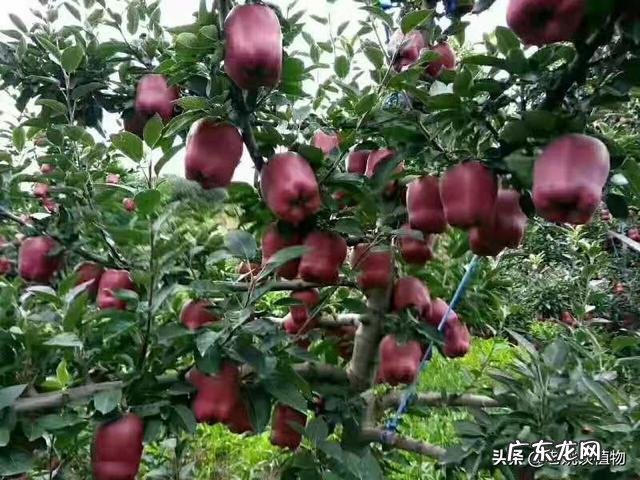 苹果可嫁接山楂吗怎么操作