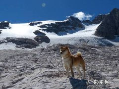500天的海兰灰蛋鸡一生要吃多少饲料？