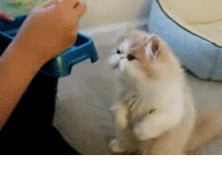 猫咪有什么千万不能吃的食物吗?