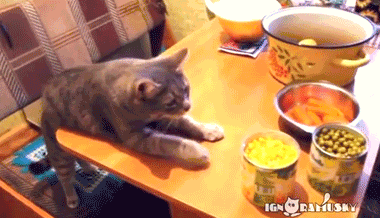 猫咪有什么千万不能吃的食物吗?