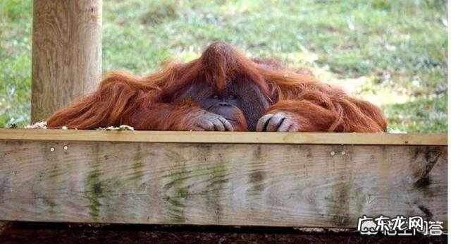 夏特克上大学,会手语,最后却被关动物园,人类为什么不信任它?