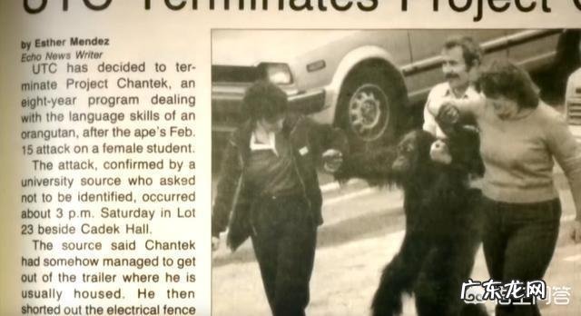 夏特克上大学,会手语,最后却被关动物园,人类为什么不信任它?