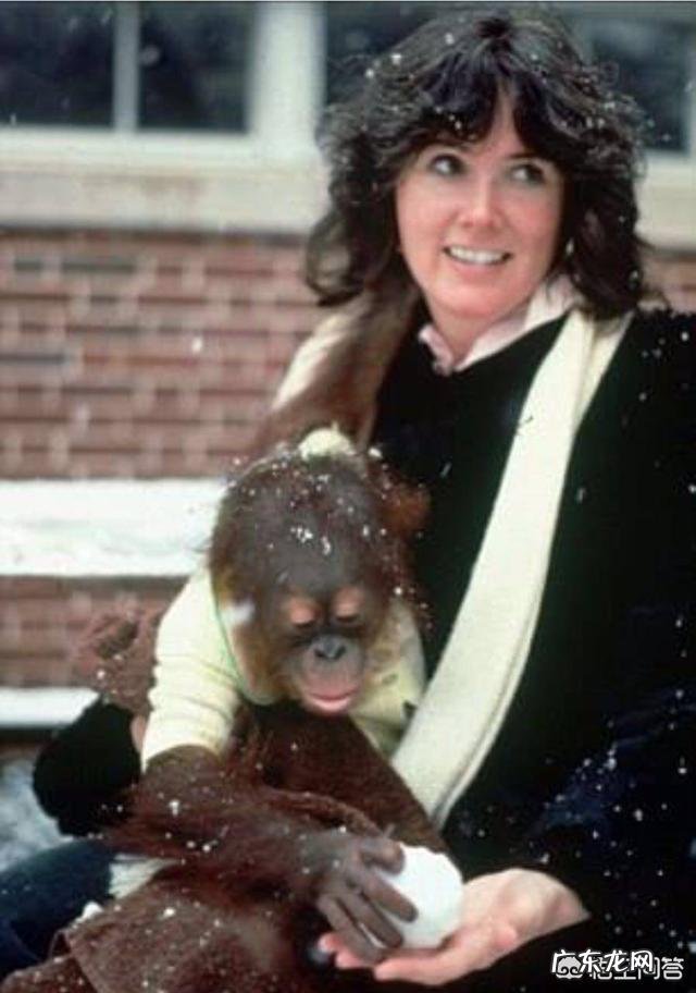 夏特克上大学,会手语,最后却被关动物园,人类为什么不信任它?