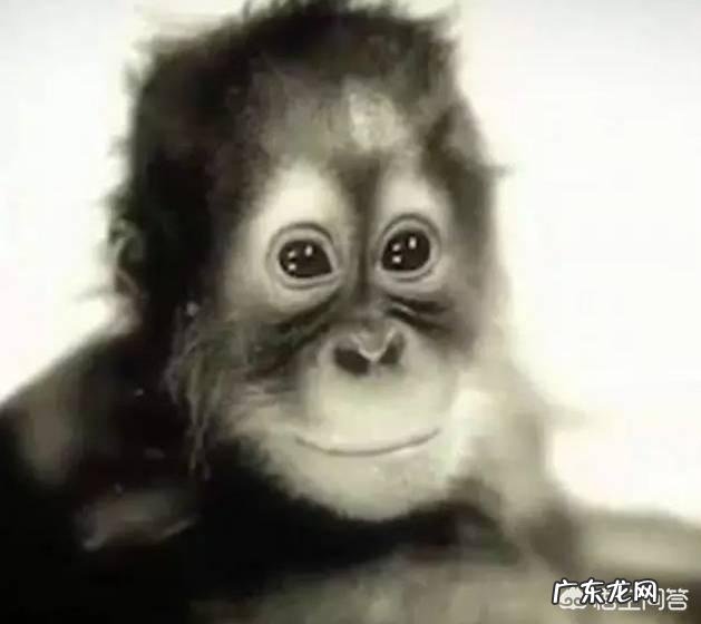 夏特克上大学,会手语,最后却被关动物园,人类为什么不信任它?