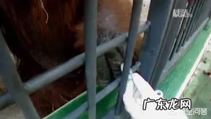 夏特克上大学,会手语,最后却被关动物园,人类为什么不信任它?