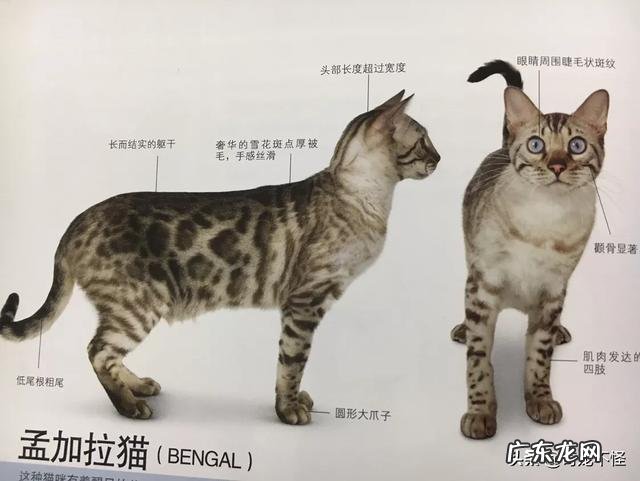 疫情过后可以养孟加拉豹猫吗?
