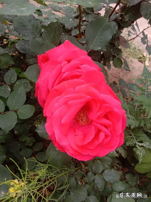 老夫老妻了,怎样生活有激情