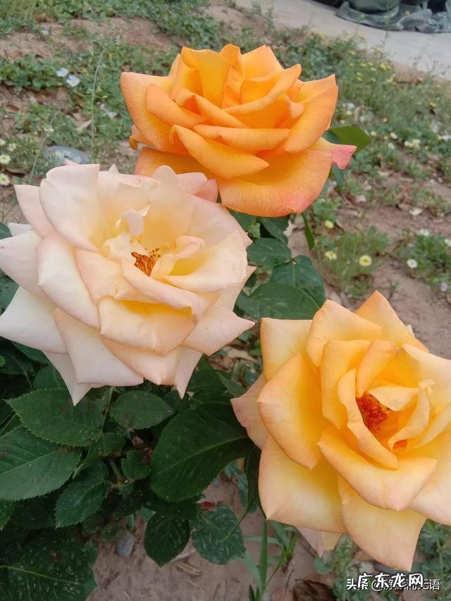 老夫老妻了,怎样生活有激情