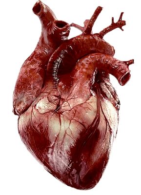 心脏支架术后做哪些运动比较好?有什么注意事项吗?