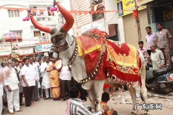 印度人不是把牛当神牛吗?那他们为什么还杀牛吃牛?