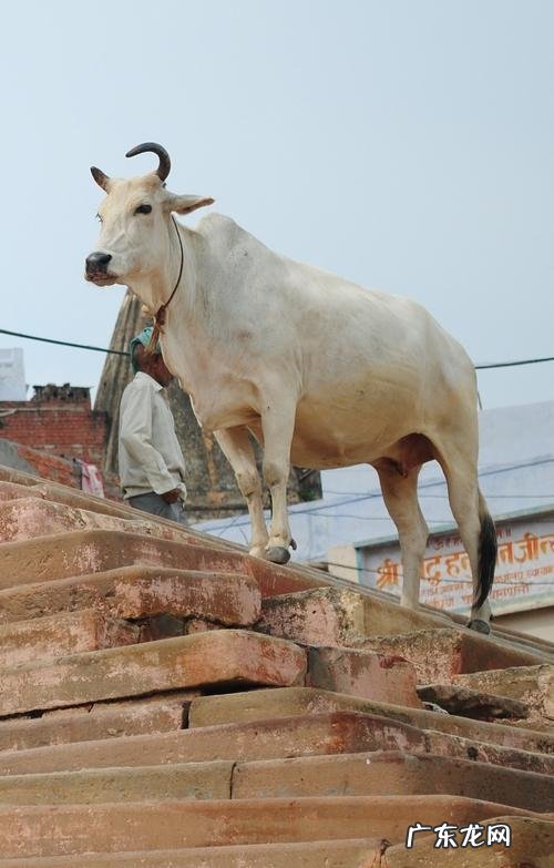 印度人不是把牛当神牛吗?那他们为什么还杀牛吃牛?