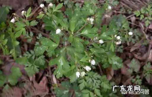 “肾藏精”是什么,“精”指的是什么?